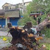Bão số 4 quật cây cối ngã đổ la liệt trên đường phố miền Trung 