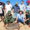 Quảng Trị: Con vích nặng 70 kg được thả về biển