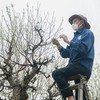 Làng Nhật Tân tất bật tuốt lá đào để cây ra hoa đúng dịp Tết Nguyên đán 2023