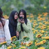 Hà Nội: Hàng nghìn người đổ về Lễ hội hoa Mê Linh năm 2022 