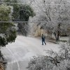 Cây đỗ chắn đường ở bang Texas trong trận bão mùa đông hồi ngày 1-2. Ảnh: REUTERS