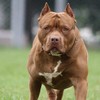 Chó pitbull cắn người: Đừng để chó là hung khí, chủ nuôi thành hung thủ