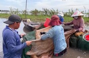 Video: Về Long An bắt cá linh mùa nước nổi