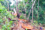 Chuyển hồ sơ sang công an vụ mất hơn 1.700 ha rừng ở Gia Lai