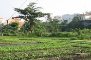 Hỗ trợ hơn 7 triệu đồng/m2 đất khu vườn rau Lộc Hưng
