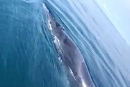 Ngư dân phát hiện cá voi khổng lồ ở vùng biển Hoằng Hóa