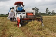 ĐBSCL: Cây lúa không thể đi một mình mà phải kết hợp với cây trồng khác 