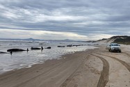 Hàng trăm con cá voi bị dạt vào bờ biển tại Cảng Macquarie, trên bờ biển phía tây của bang Tasmania (Úc). Ảnh: CNN