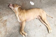Vụ lùa chó qua cắn hàng xóm: Pitbull, Becgie có là... hung khí nguy hiểm?