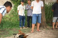 Cảnh sát từ đường thủy, bộ vây ráp trường gà cặp bờ Rạch Nước Lên