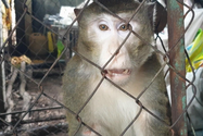 Khỉ đực 10kg cắn chủ phải điều trị 1 tháng được bàn giao cho Kiểm lâm