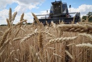 Nga nói thỏa thuận ngũ cốc Ukraine không đủ cho các nước đói nghèo. Ảnh: Gleb Garanich/REUTERS