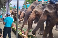 Chi hơn 55,4 tỉ đồng để chấm dứt nạn cưỡi voi ở Đắk Lắk