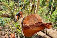 Kon Tum chuyển 2 vụ phá rừng quy mô lớn sang công an điều tra