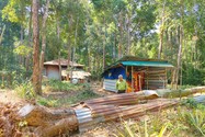 Kon Tum: 161 cây gỗ trắc quý hiếm chết khô nhưng không thể khai thác