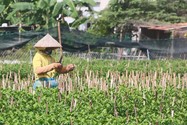 Video: Thấp thỏm mùa hoa Tết ở Đà Nẵng