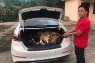 Bắt nhóm trộm, phát hiện 38 con chó trong cốp ô tô 
