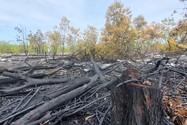 Kiểm lâm Quảng Nam báo cáo vụ đốt rừng phòng hộ để diễn tập chữa cháy 