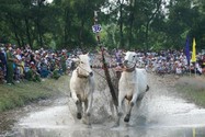 Sene Dolta tưng bừng Lễ hội đua bò Bảy Núi
