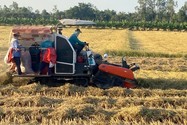 Sau lệnh cấm của Ấn Độ, giá gạo Việt Nam, Thái Lan tăng từng ngày