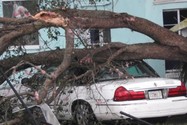 Một xe ô tô bị cây đè lên trên đường TP Palm Beach Gardens, quận Palm Beach (bang Florida, Mỹ). Ảnh: FOX29