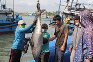 Nhiều năm liền Phú Yên không có tàu cá vi phạm vùng biển nước ngoài