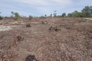 Quảng Bình: Hơn 12 ha rừng phòng hộ và rừng sản xuất bị chặt phá