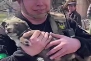 VIDEO: Chú cún ở Ukraine bị đè dưới đống đổ nát được cứu sống