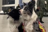 VIDEO: 16 chú chó cứu hộ nổi tiếng của Mexico lên đường đến Thổ Nhĩ Kỳ