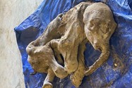 Xác ướp voi ma mút lông xoăn niên đại 30.000 năm tuổi tại Canada. Ảnh: THE CANADIAN PRESS