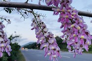 Đậu Anh Đào, loài hoa níu giữ mùa xuân