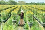 Làng hoa Sa Đéc: Hàng triệu giỏ hoa chuẩn bị ra chợ Tết