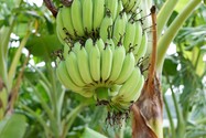 Lose weight and control blood sugar by eating green bananas 