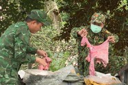 Quảng Trị bắt giữ xe tải chở nội tạng động vật, mỹ phẩm không có nguồn gốc