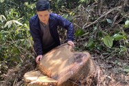 Thừa Thiên - Huế: Để chặt nhiều cây rừng, 5 cán bộ kiểm lâm bị kỷ luật