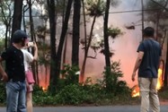 The pine forest in Hue suddenly caught fire, detaining a suspect