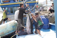 Ngư dân khát khao giàu lên từ biển