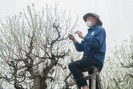 Làng Nhật Tân tất bật tuốt lá đào để cây ra hoa đúng dịp Tết Nguyên đán 2023