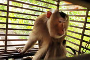Chú Cảnh ‘hút đinh’ bàn giao con khỉ đuôi lợn nuôi đã 10 năm
