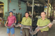 Tens of kilograms pythons, more than 4 meters long, bite the wrong owner when feeding