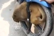 Chú khỉ nghịch ngợm tự làm mình mắc kẹt trong bánh xe máy.