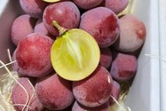 Identify Chinese grapes labeled Japanese grapes by just one feature