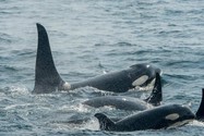 Một bầy cá voi sát thủ bơi cùng nhau ở eo biển Chatham, Alaska. Ảnh: GETTY IMAGES