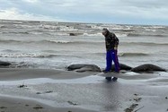 VIDEO: Xác 1.700 con hải cẩu có nguy cơ tuyệt chủng dạt vào bờ biển ở Nga 