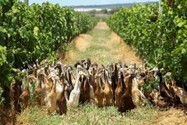 Đàn vịt ở thị trấn sản xuất rượu vang Stellenbosch, tỉnh Western Cape (Nam Phi). Video: REUTERS