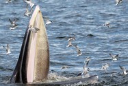 VIDEO: Ngỡ ngàng với cách kiếm ăn 'cực lạ' của cá voi 