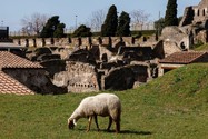 Cừu giúp các nhà khảo cổ Ý bảo tồn tàn tích cổ đại 