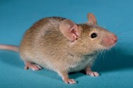 Chuột con sinh ra từ tế bào 2 chuột đực
