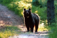Hoãn thi hành án tử cho con gấu cái giết người ở Ý