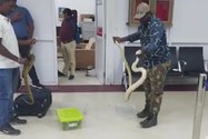 VIDEO: Phát hiện 22 con rắn trong hành lý của người phụ nữ nhập cảnh Ấn Độ 